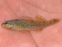 Etheostoma caeruleum