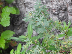 Phragmidium andersonii