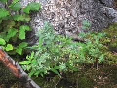 Phragmidium andersonii