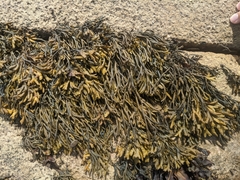 Pelvetia canaliculata