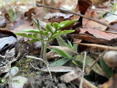 Sceptridium biternatum