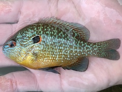 Lepomis peltastes