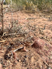 Chondrodactylus angulifer