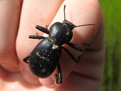 Coelocnemis dilaticollis