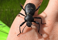 Coelocnemis dilaticollis