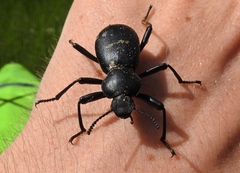 Coelocnemis dilaticollis