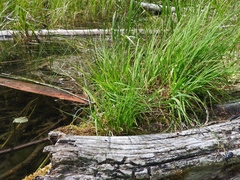 Carex canescens