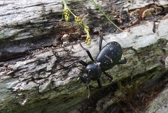 Coelocnemis dilaticollis