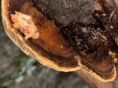 Gloeophyllum sepiarium