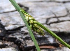 Carex canescens