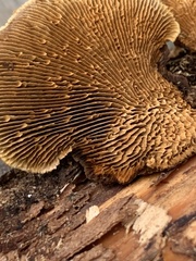 Gloeophyllum sepiarium