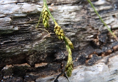 Carex canescens