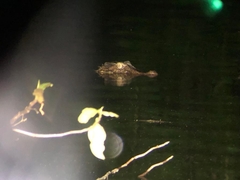 Paleosuchus trigonatus