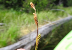 Carex canescens