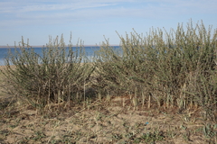 Caragana spinosa