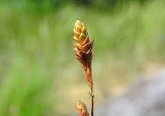 Carex canescens