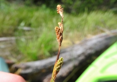 Carex canescens