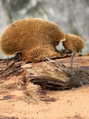 Gloeophyllum sepiarium