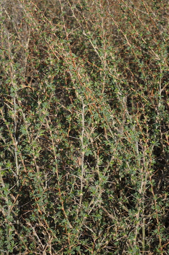 Caragana spinosa, photograph 6