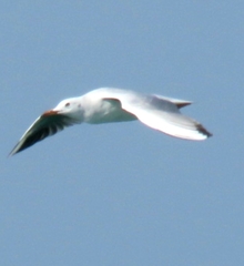 Chroicocephalus genei