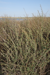Caragana spinosa