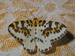 Abraxas grossulariata