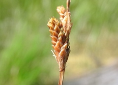 Carex canescens