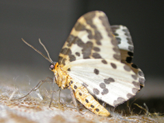 Abraxas grossulariata