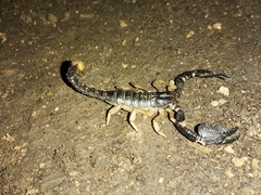 Scorpiones