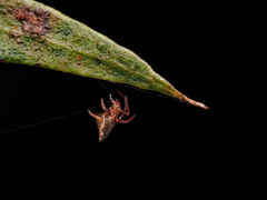 Eriovixia