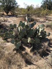 Opuntia engelmannii