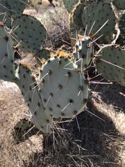 Opuntia engelmannii