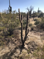 Cylindropuntia fulgida