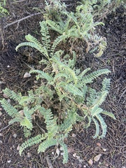 Astragalus nuttallii