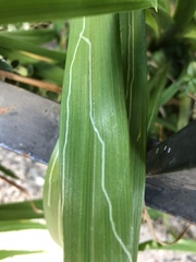 Ophiomyia kwansonis