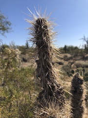 Cylindropuntia fulgida