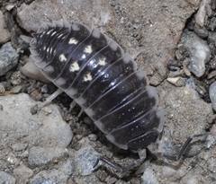 Porcellio ornatus