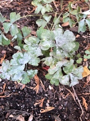 Erysiphe aquilegiae