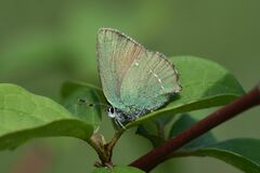 Callophrys rubi