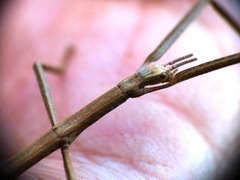 Clonopsis gallica
