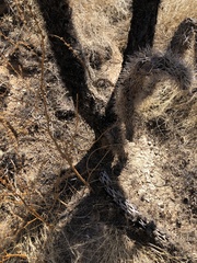 Cylindropuntia fulgida