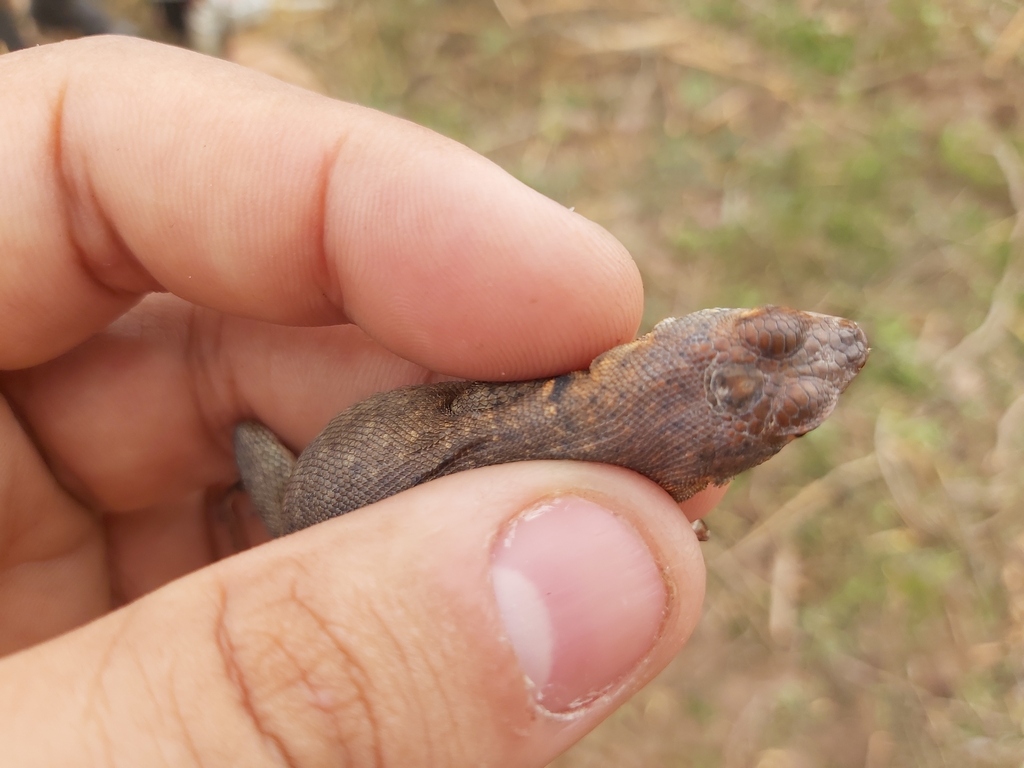 Etheridge's Lava Lizard