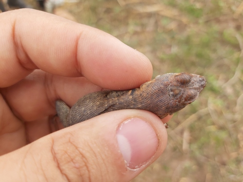 Etheridge's Lava Lizard, Tropidurus erythrocephalus