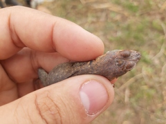 Tropidurus erythrocephalus