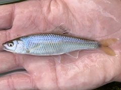 Cyprinella spiloptera