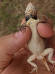 Tropidurus erythrocephalus