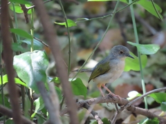 Camaroptera brachyura