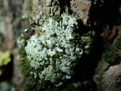Phaeophyscia orbicularis