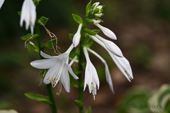Hosta plantaginea