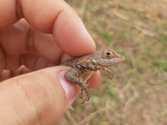 Tropidurus erythrocephalus